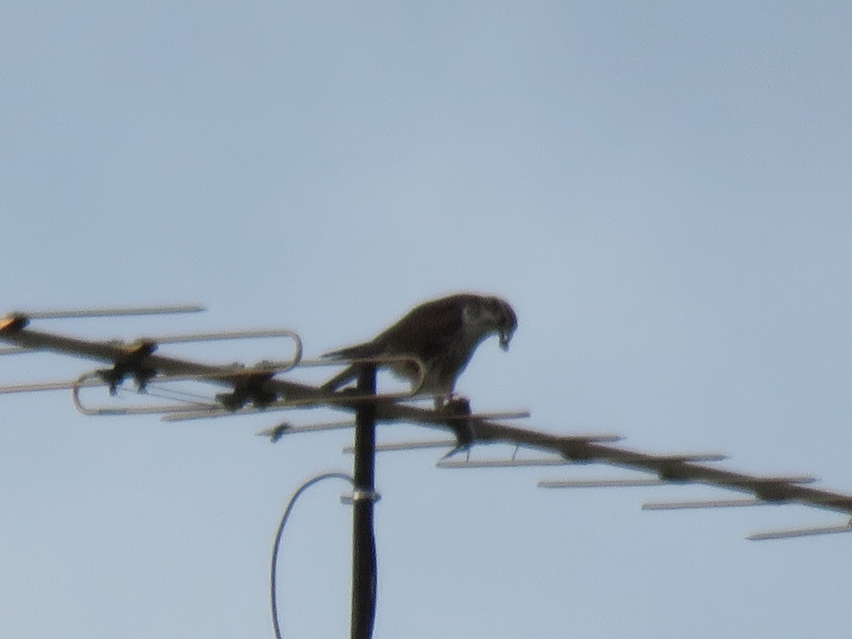 Prairie Falcon - ML83497131