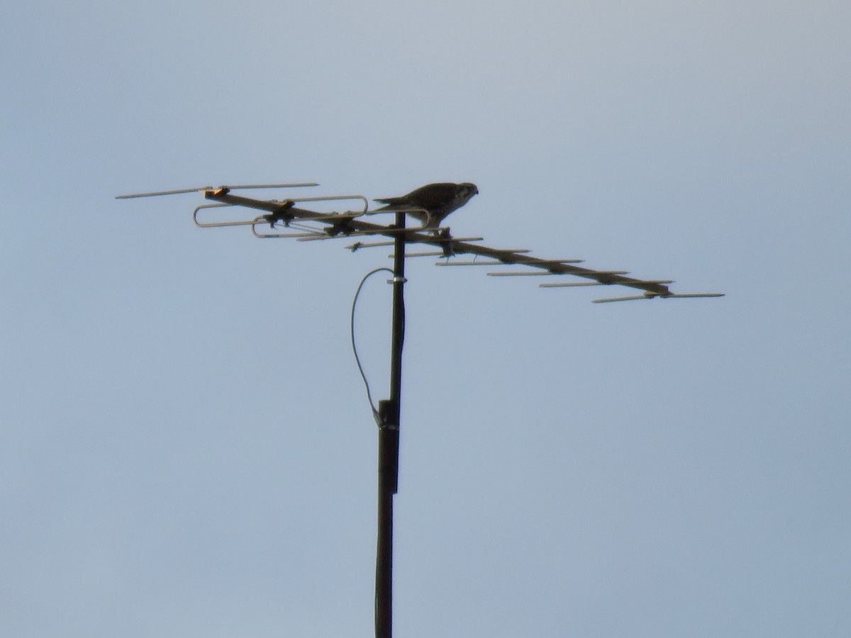 Prairie Falcon - Kevin Christman