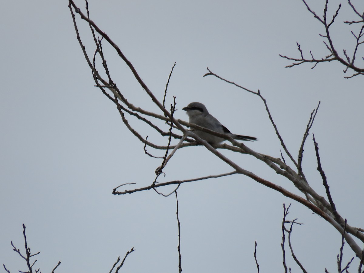 Northern Shrike - ML83497621