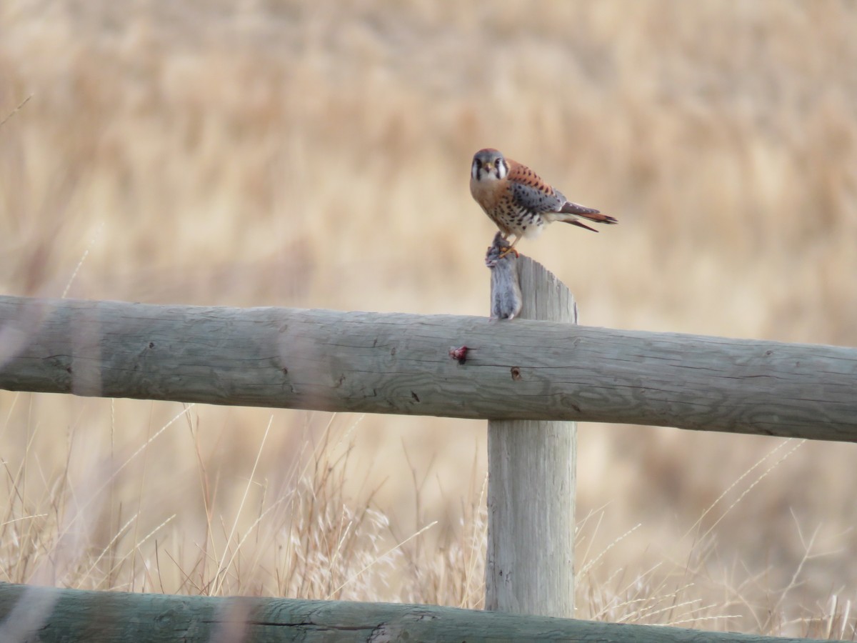 American Kestrel - ML83498291