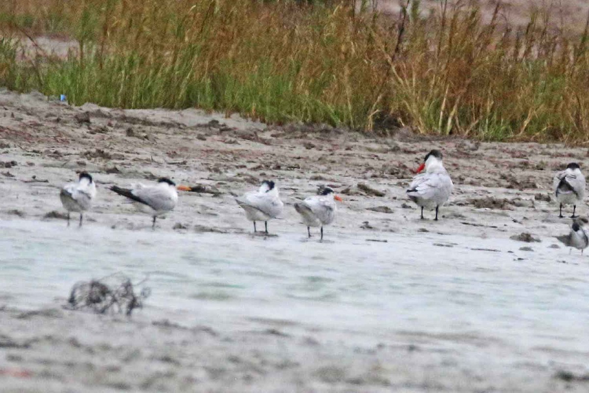 Royal Tern - Galen  Stewart