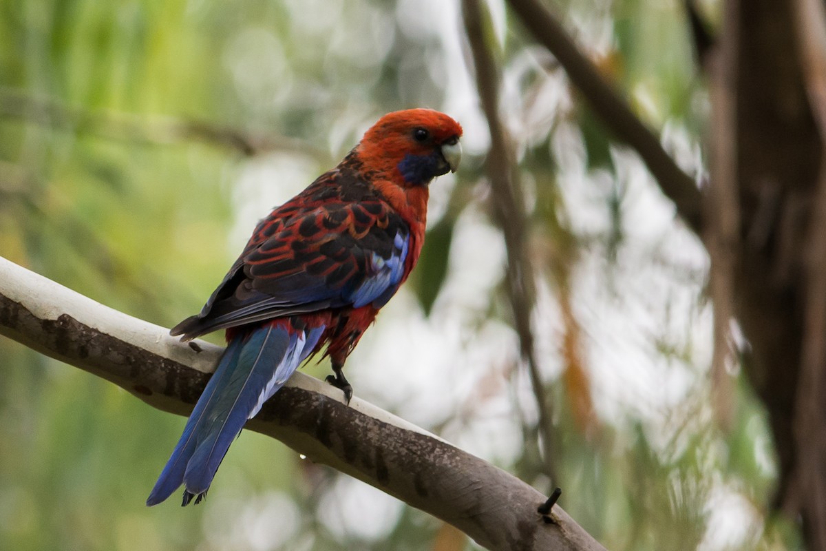 Crimson Rosella - John  Van Doorn