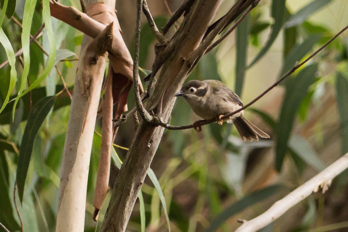 Brown-headed Honeyeater - ML83502231