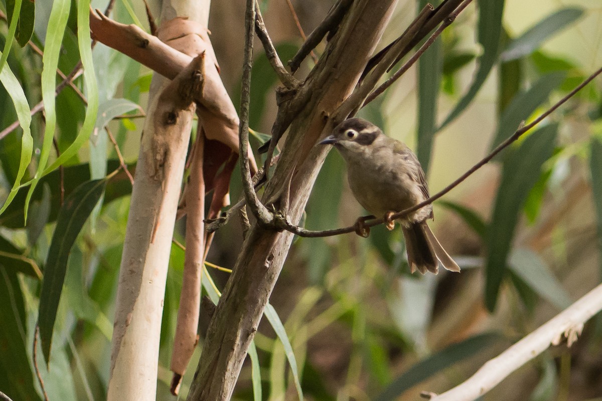 Brown-headed Honeyeater - ML83502241