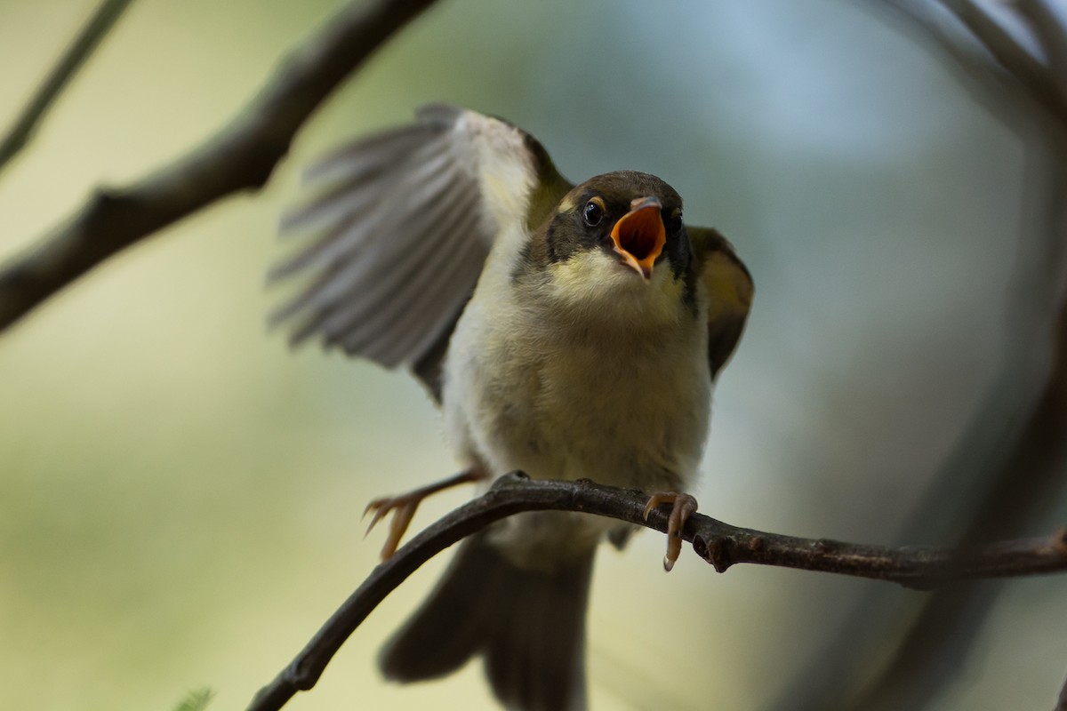 White-naped Honeyeater - ML83502271