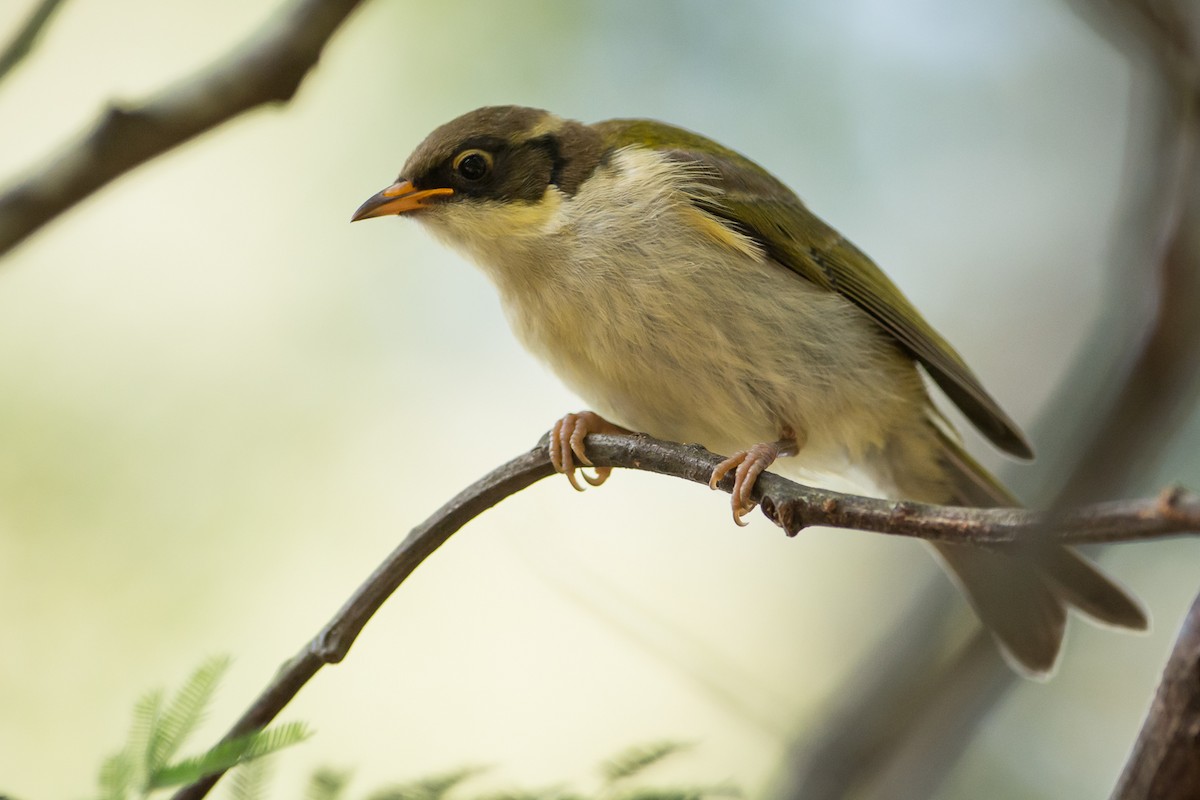 White-naped Honeyeater - ML83502281