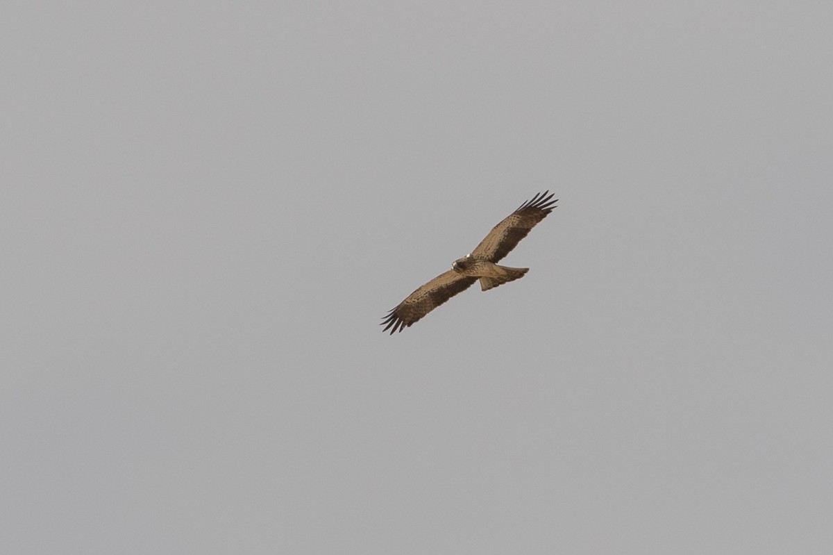 Booted Eagle - ML83503361