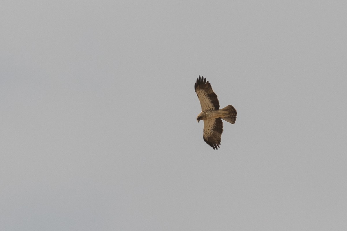 Booted Eagle - ML83503461