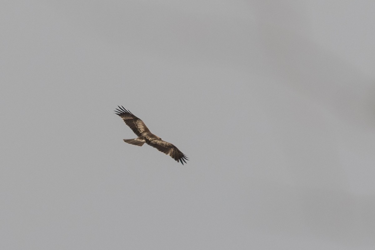 Booted Eagle - ML83503521