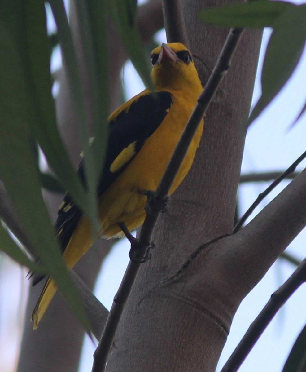 Indian Golden Oriole - ML83503811