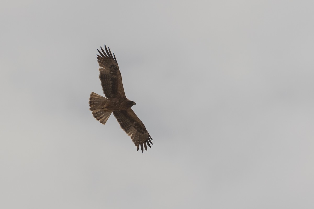 Booted Eagle - ML83503881