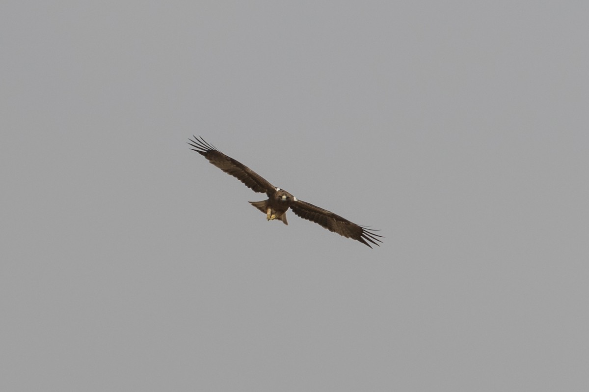 Booted Eagle - Markus Craig