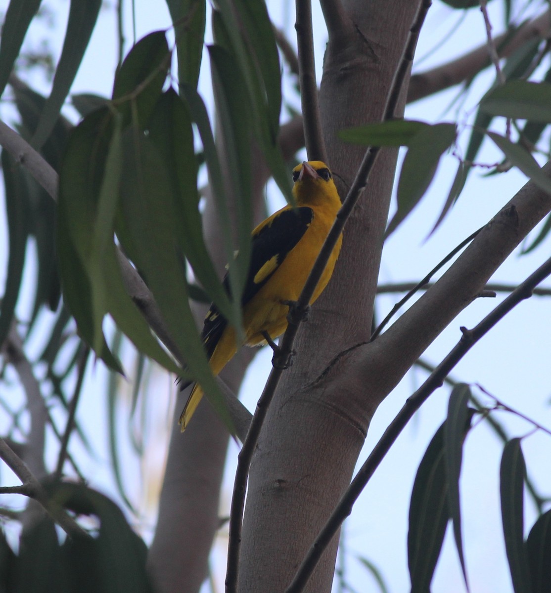 Indian Golden Oriole - ML83504011