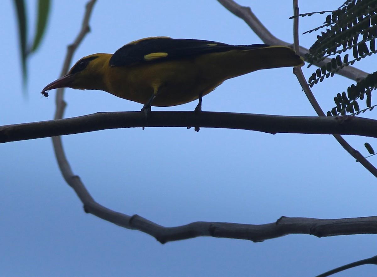 Indian Golden Oriole - ML83504261