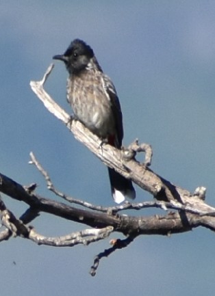 Bulbul à ventre rouge - ML83504311