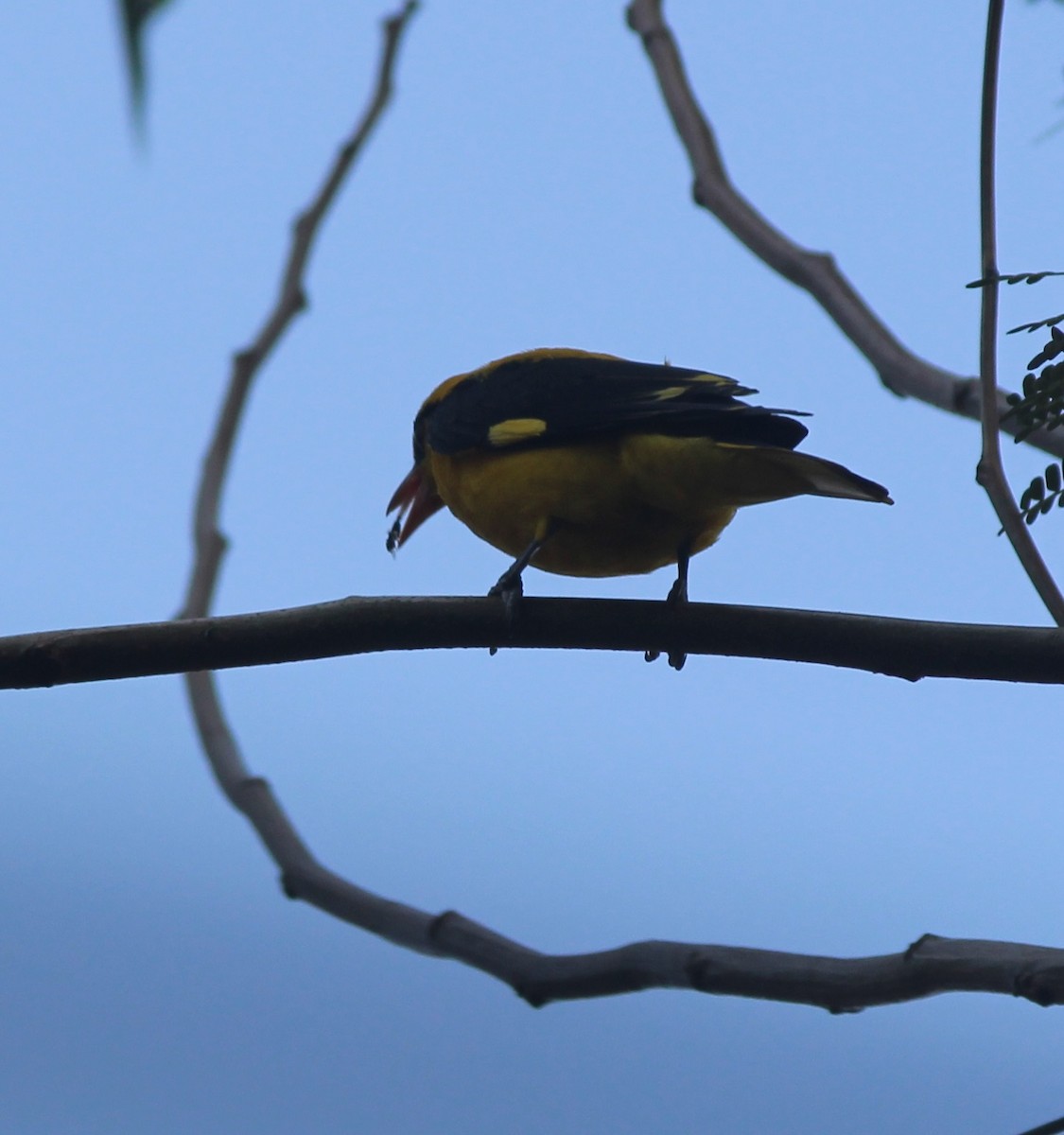 Indian Golden Oriole - ML83504971