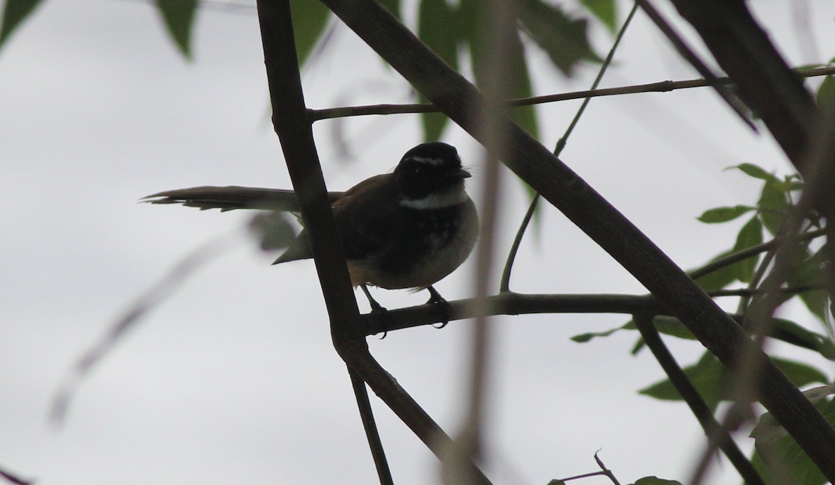 Spot-breasted Fantail - ML83505761