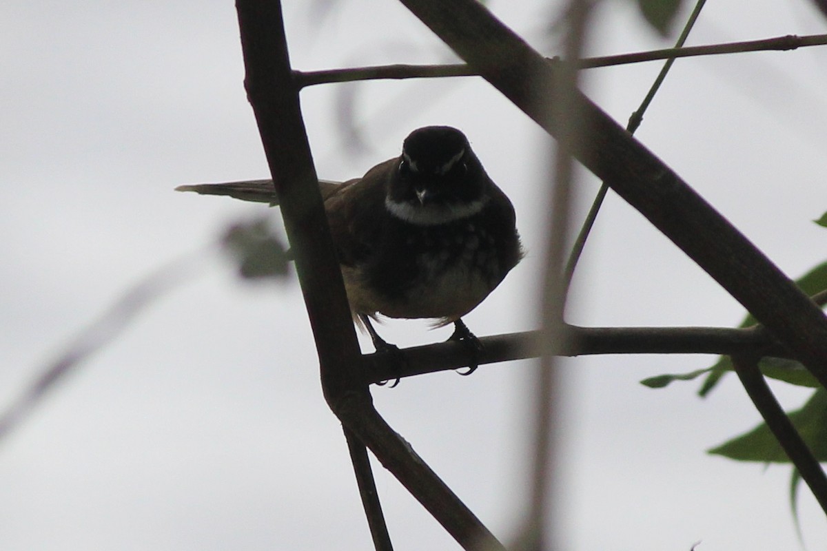 Spot-breasted Fantail - ML83505791