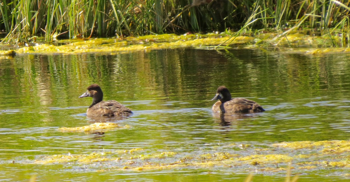 Lesser Scaup - Petra Clayton