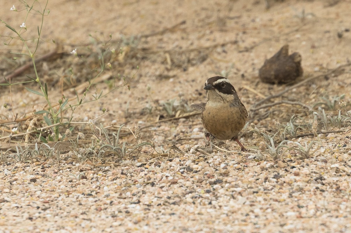 Steinbraunelle (ocularis) - ML83507411