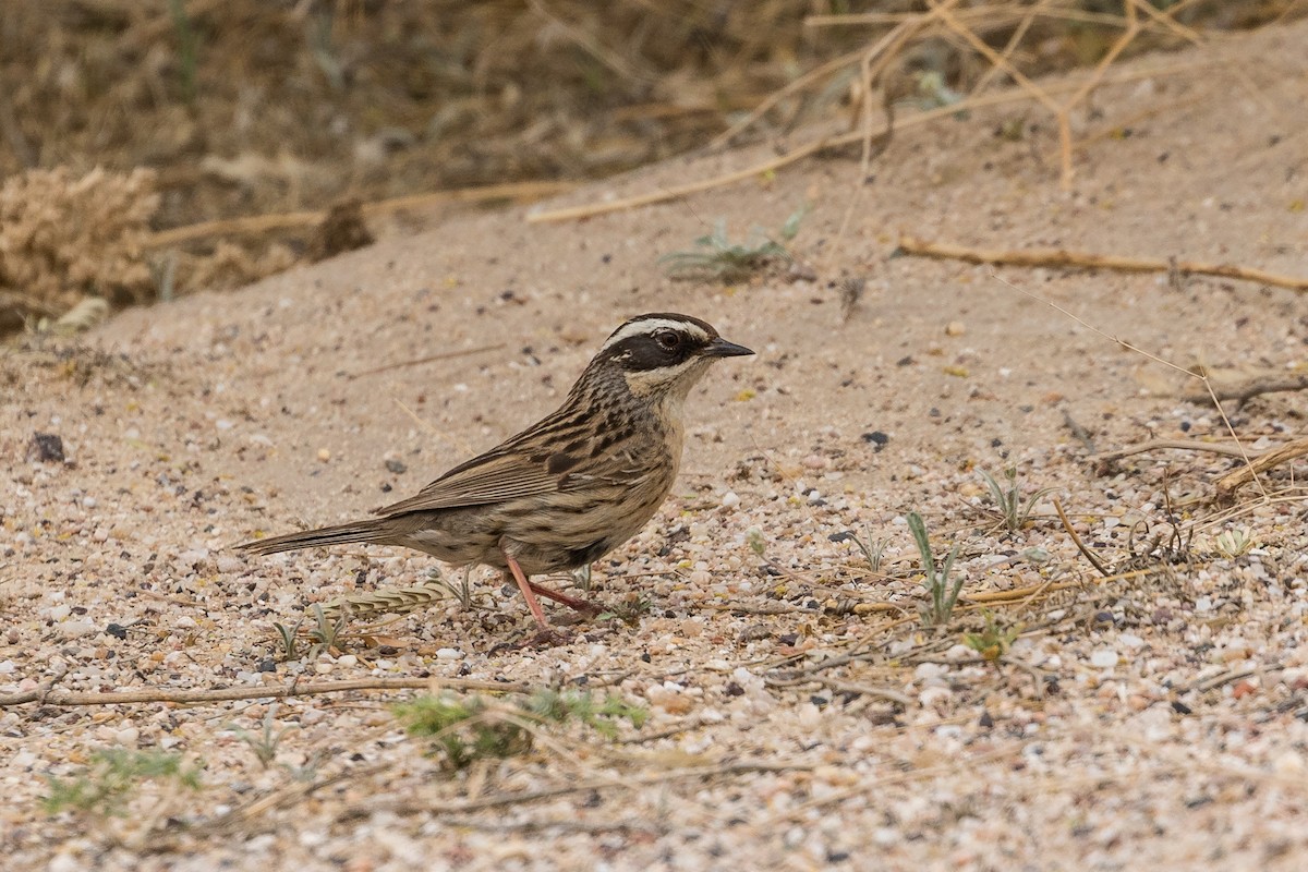 Steinbraunelle (ocularis) - ML83507421