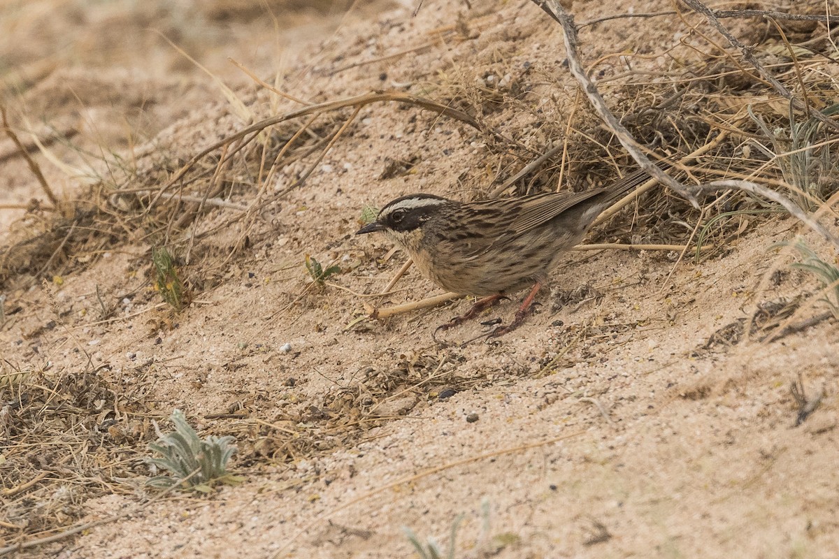 Steinbraunelle (ocularis) - ML83507431