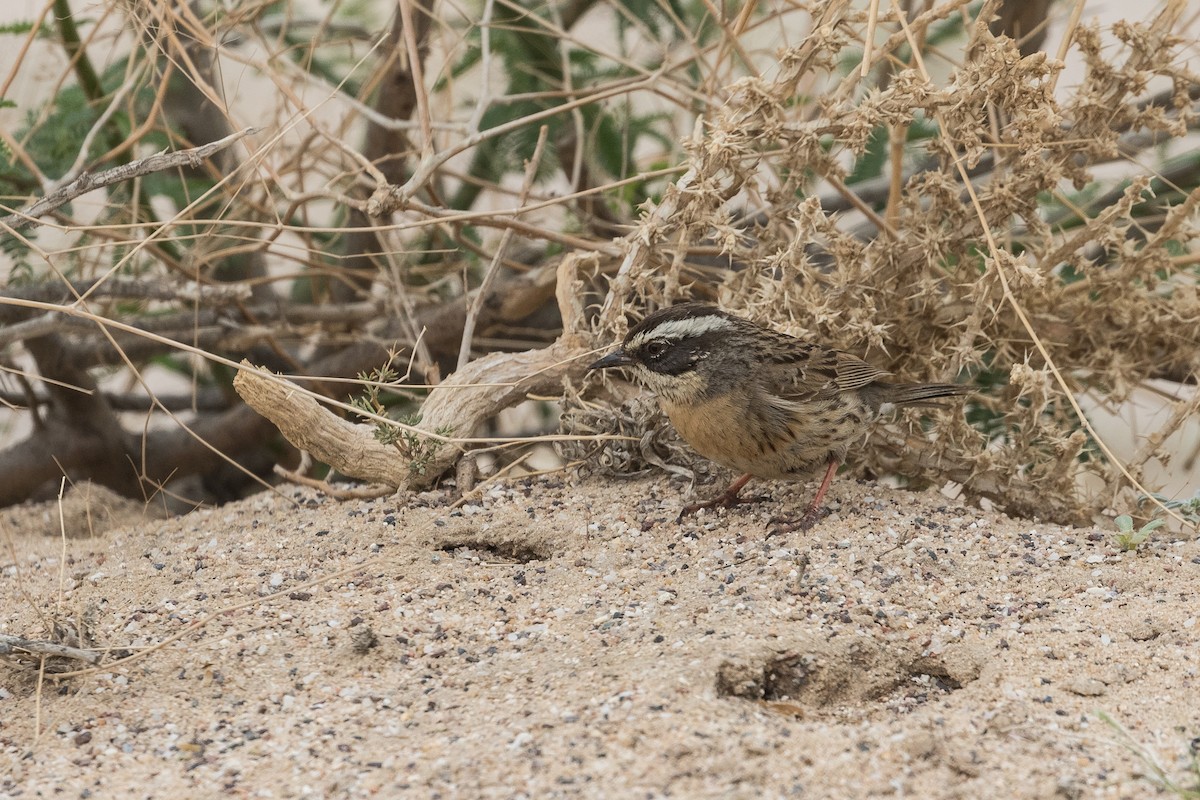 Steinbraunelle (ocularis) - ML83507471