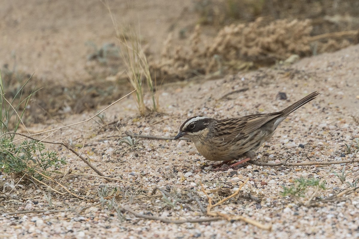 Radde's Accentor (Radde's) - ML83507481