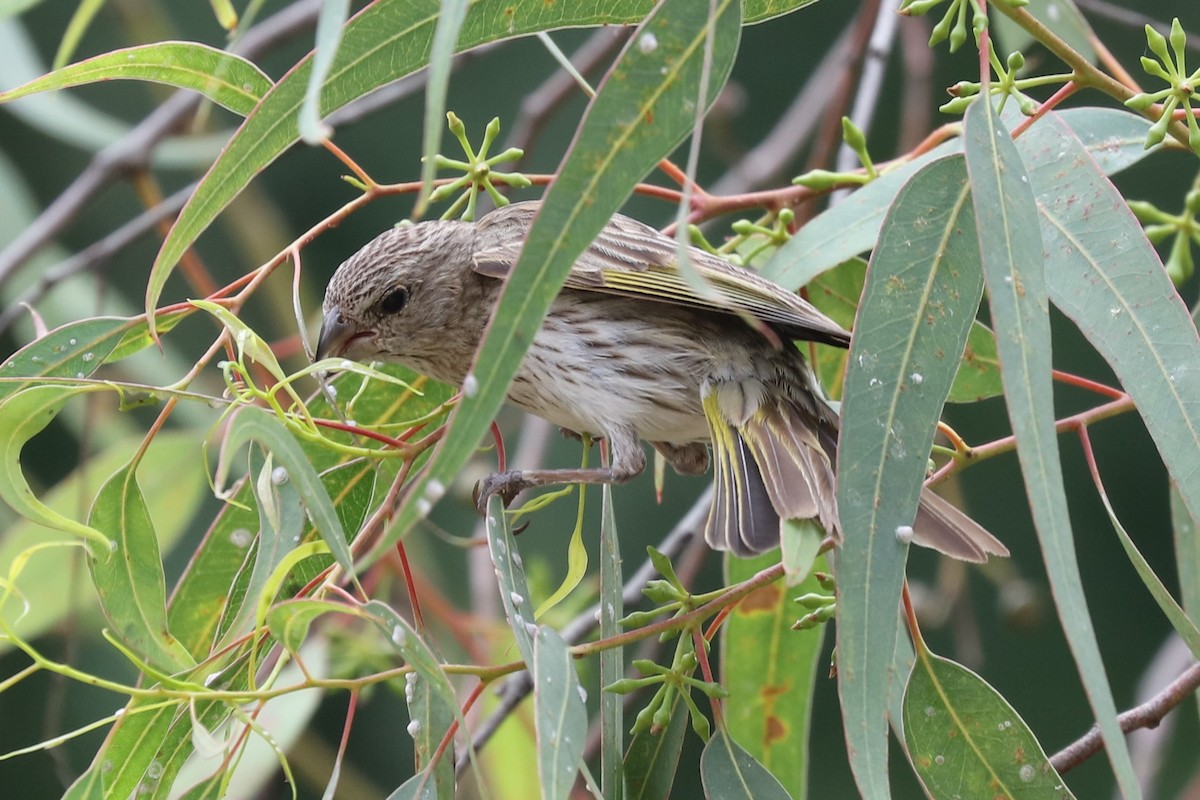 Saffron Finch - ML83507681