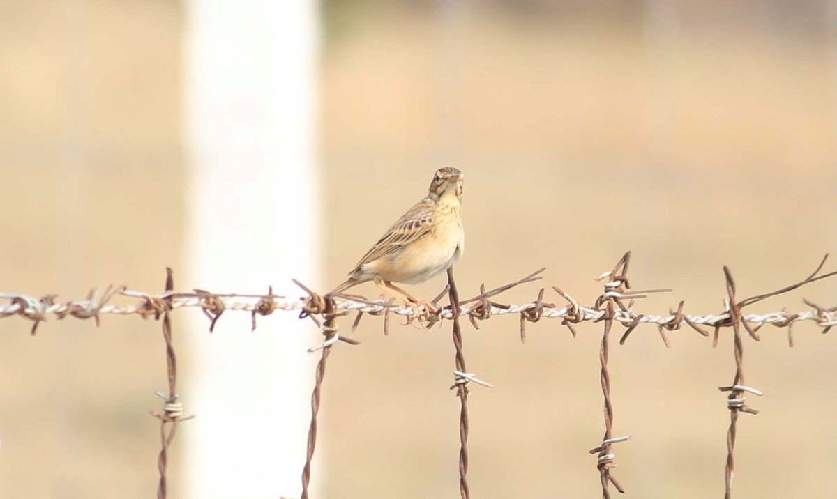 pipit sp. - ML83507771