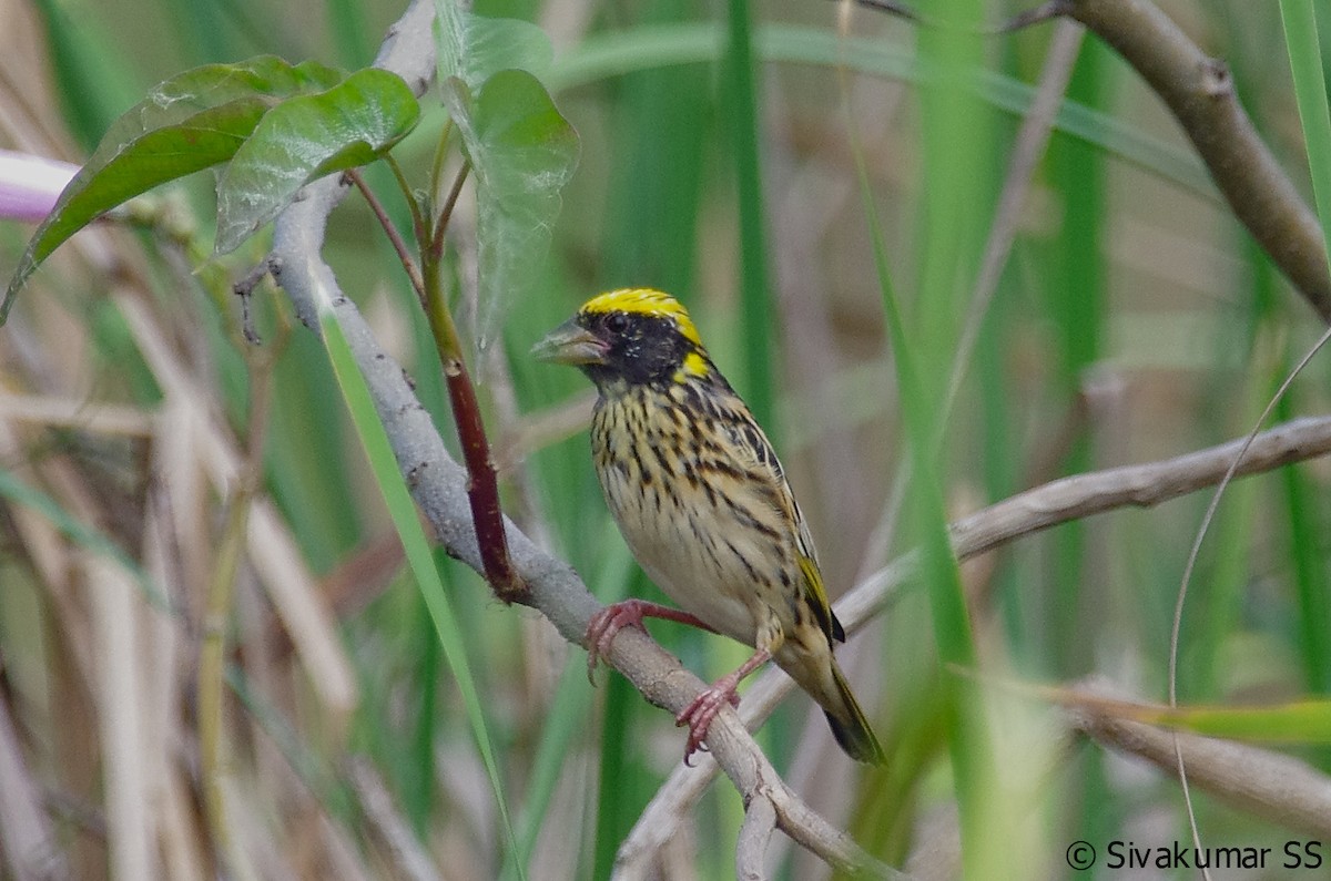 Streaked Weaver - Sivakumar SS
