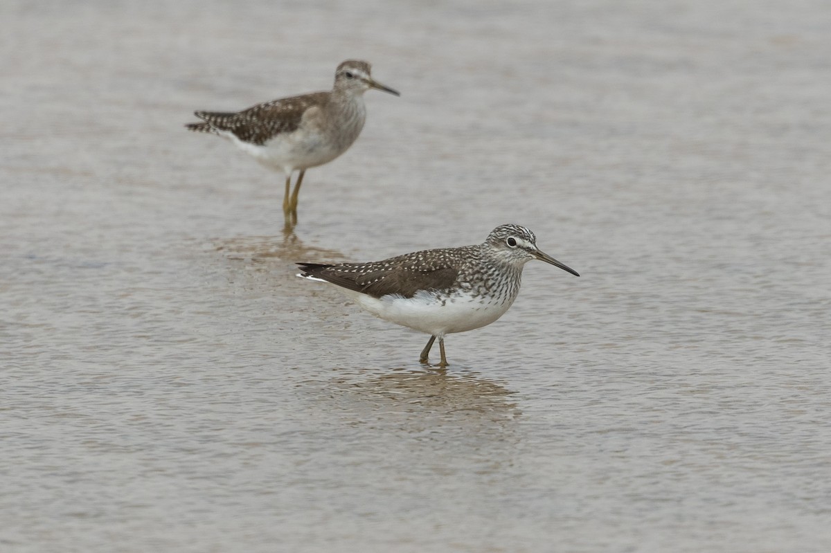 Green Sandpiper - ML83508101