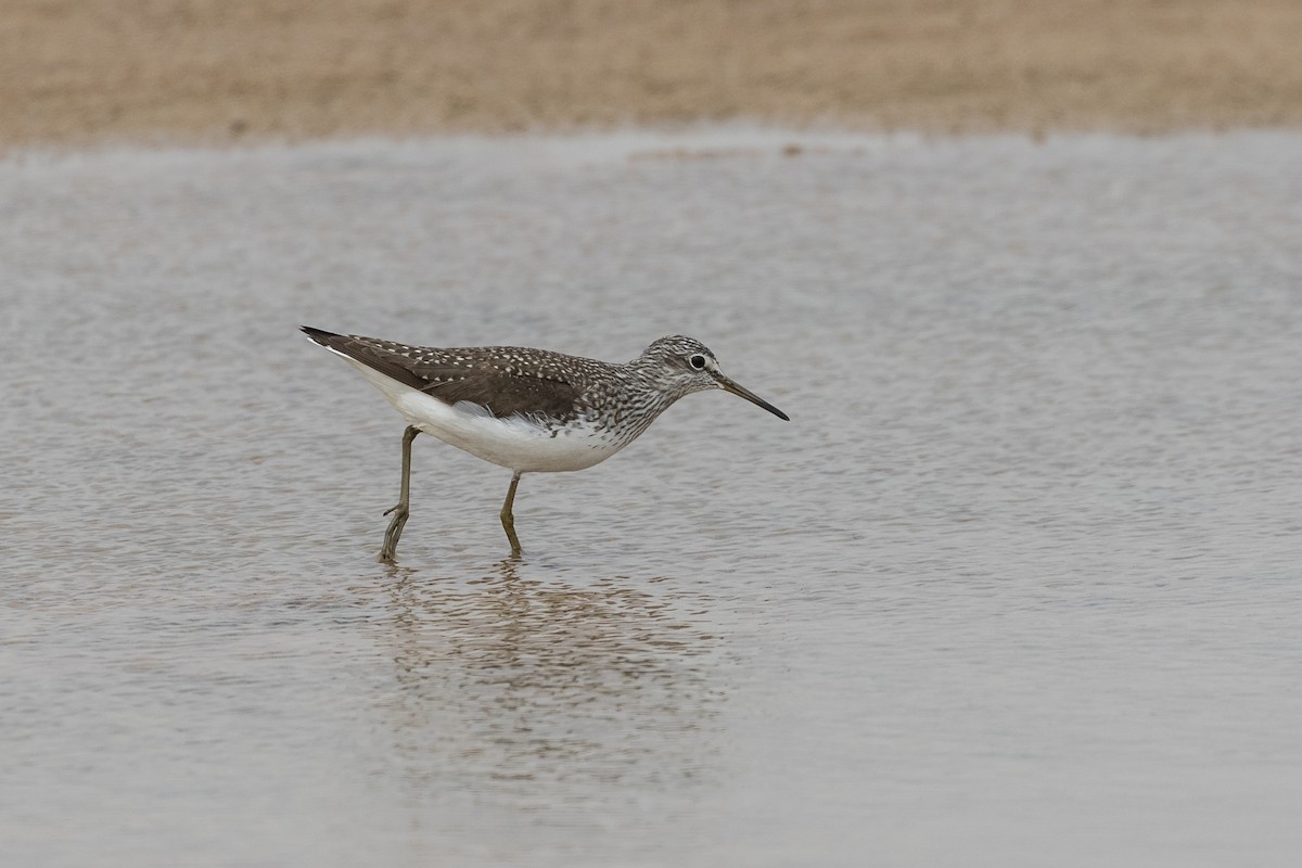 Green Sandpiper - ML83508171