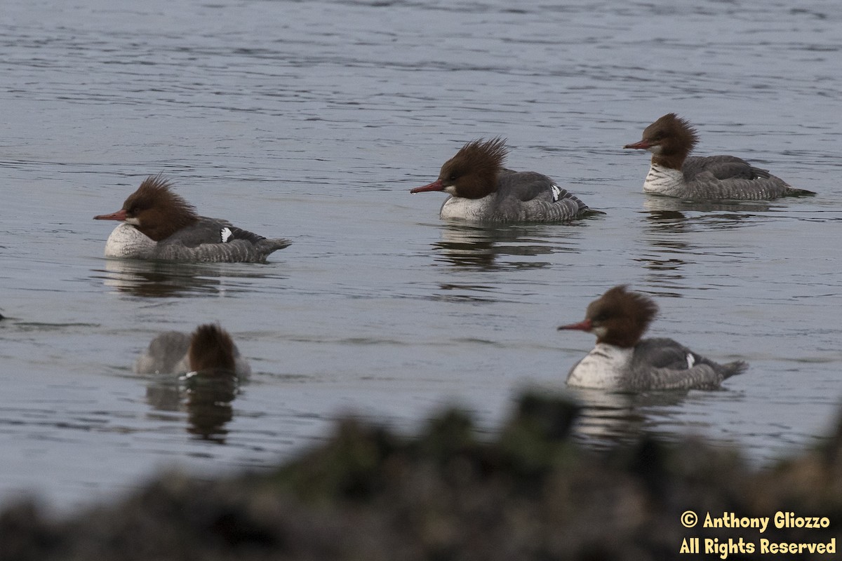 Common Merganser - Anthony Gliozzo