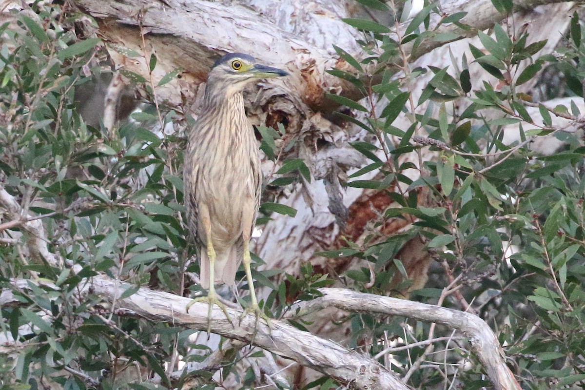 Nankeen Night Heron - ML83509701