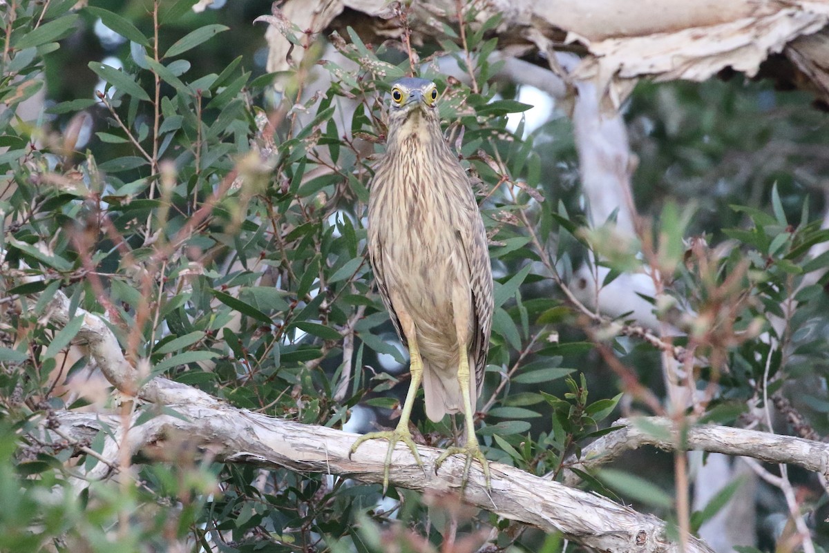 Nankeen Night Heron - ML83509761