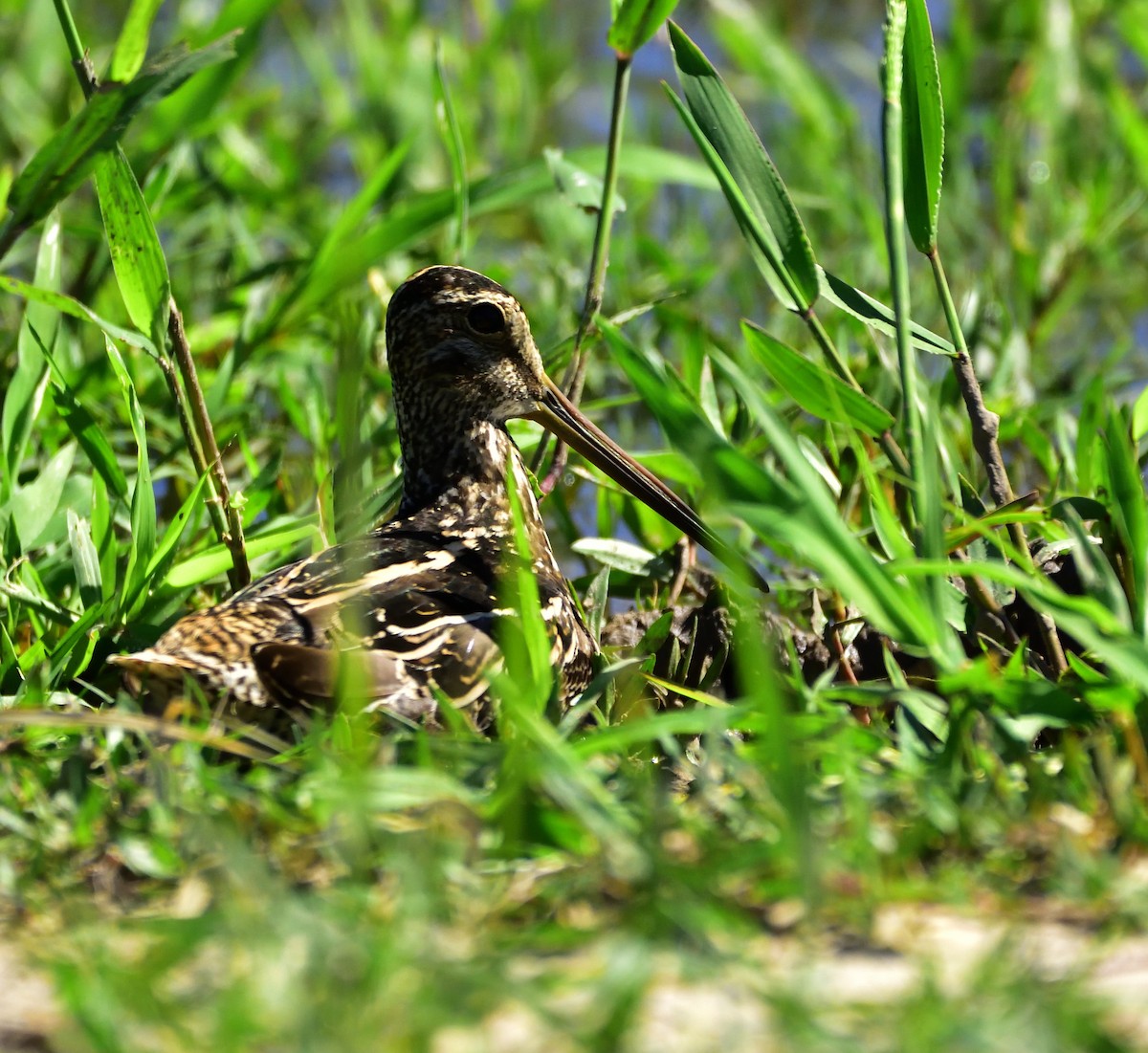 Pantanal Snipe - ML83510371