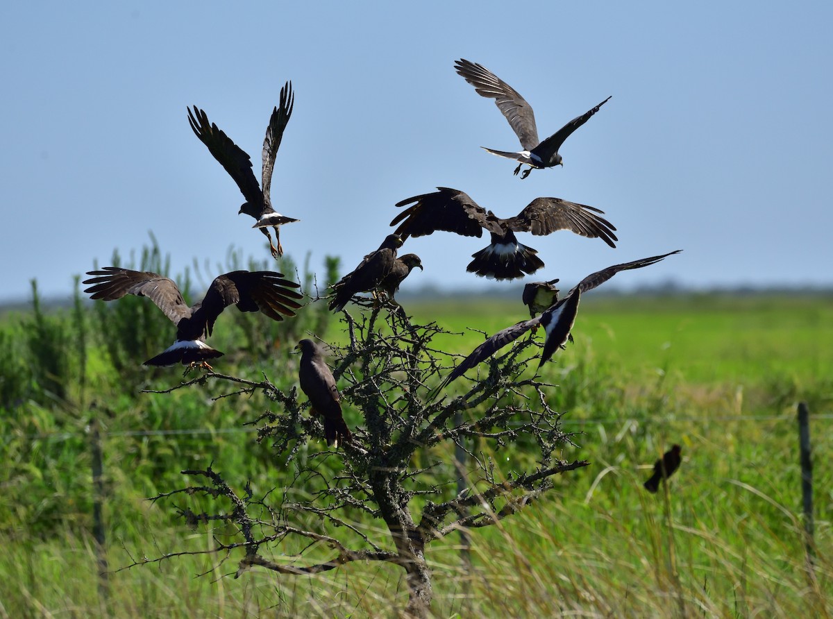 Snail Kite - ML83510411