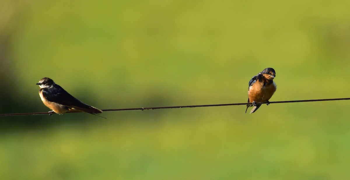 Barn Swallow - Miguel Ansenuza