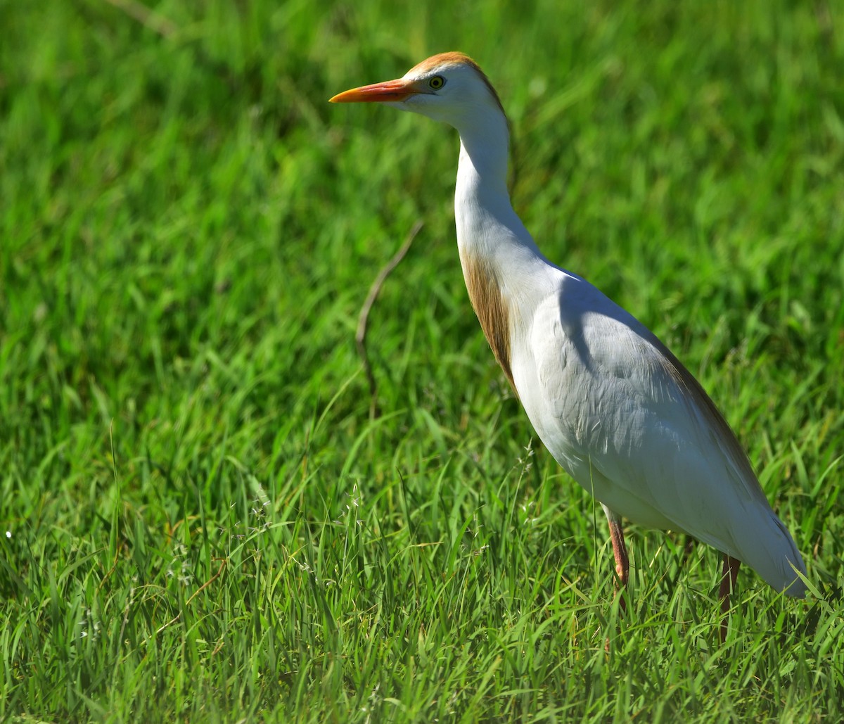 Western Cattle Egret - ML83510461