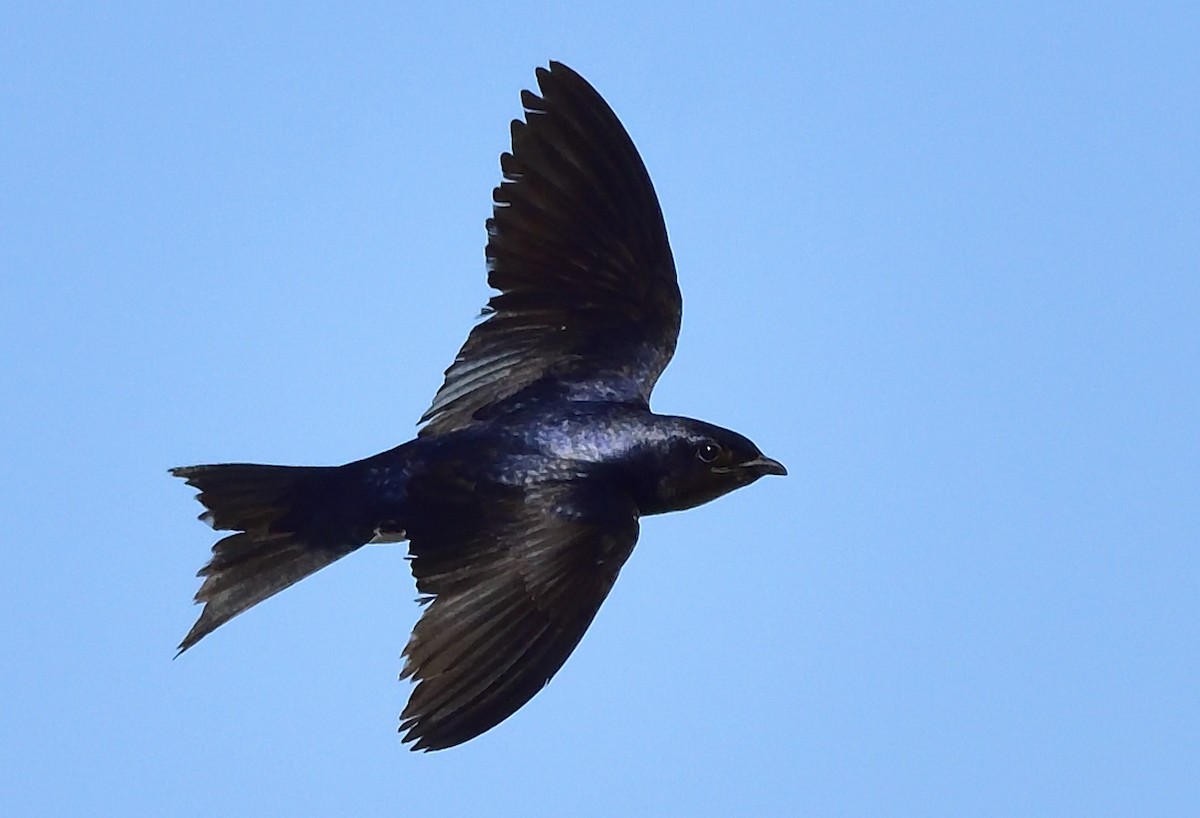 Southern Martin - Miguel Ansenuza