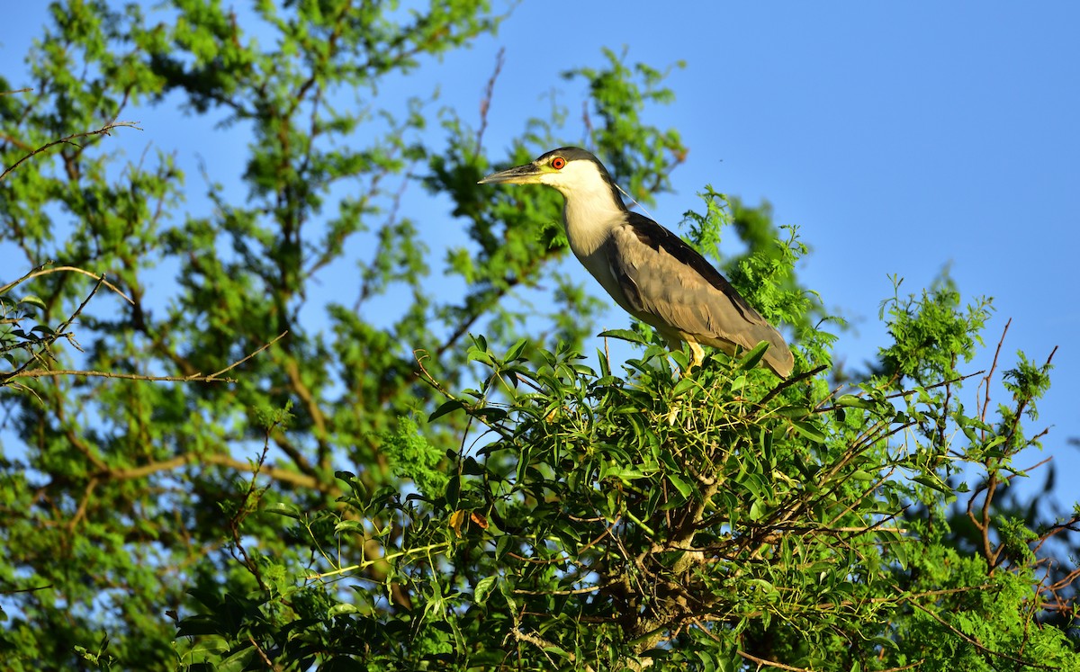 Black-crowned Night Heron - Miguel Ansenuza