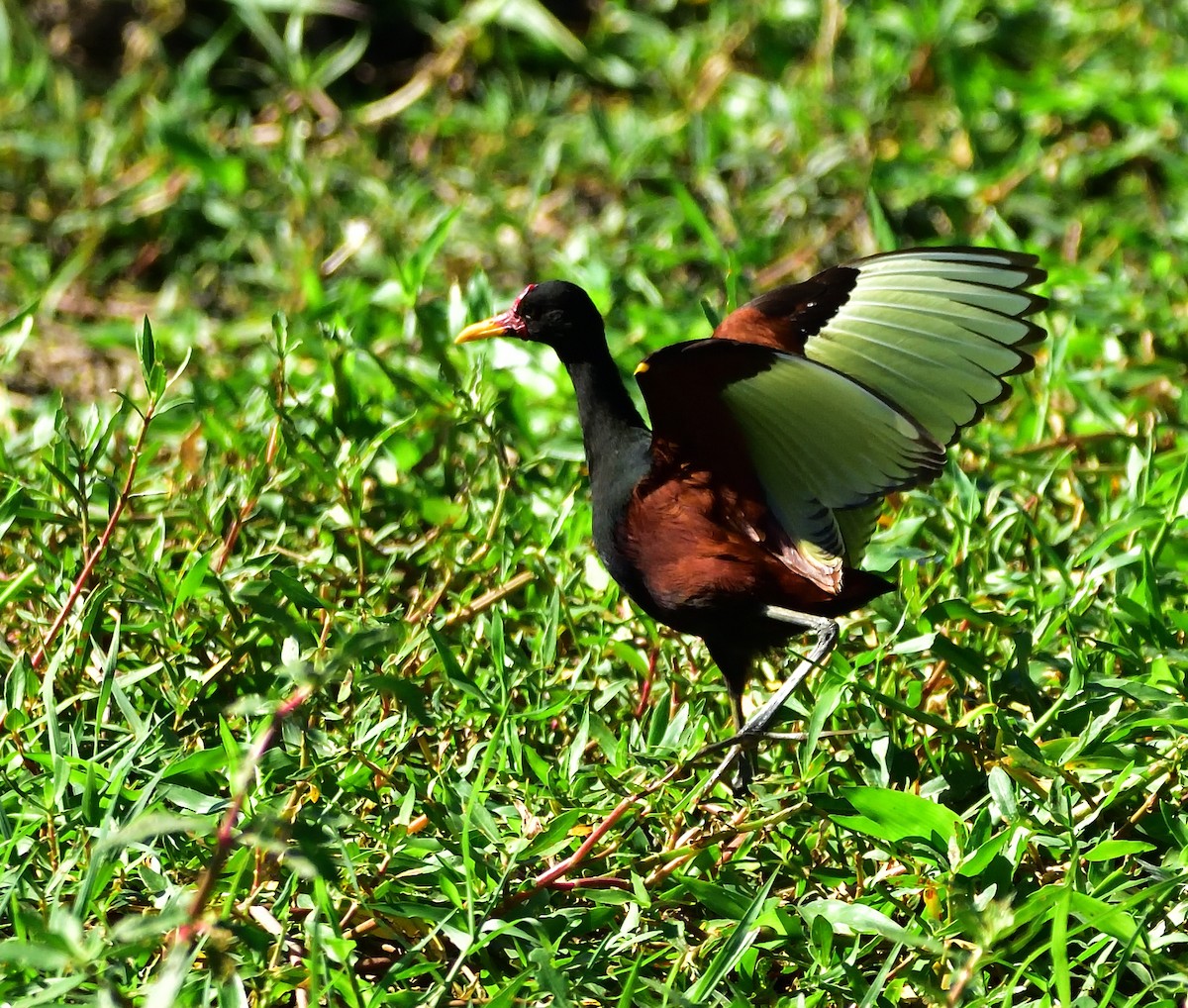 Wattled Jacana - ML83510591