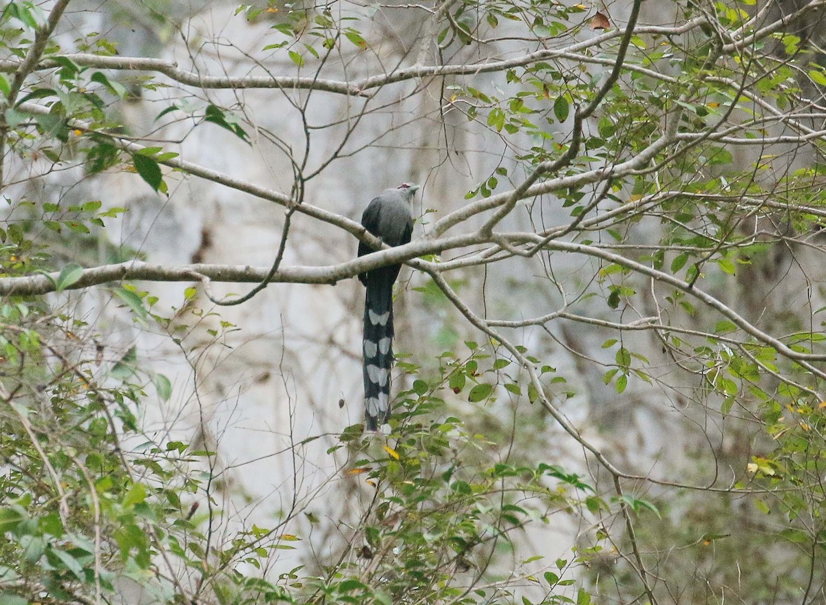 Green-billed Malkoha - ML83512281