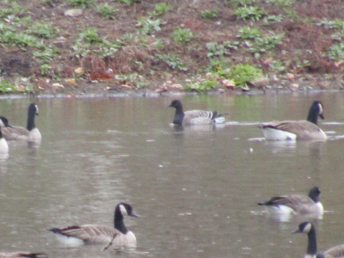 Brant - ML83512521