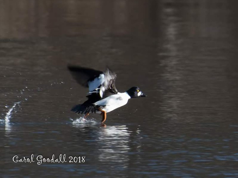 Common Goldeneye - ML83512971