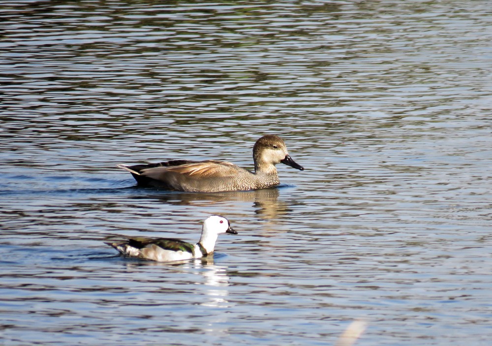 Gadwall - ML83514151