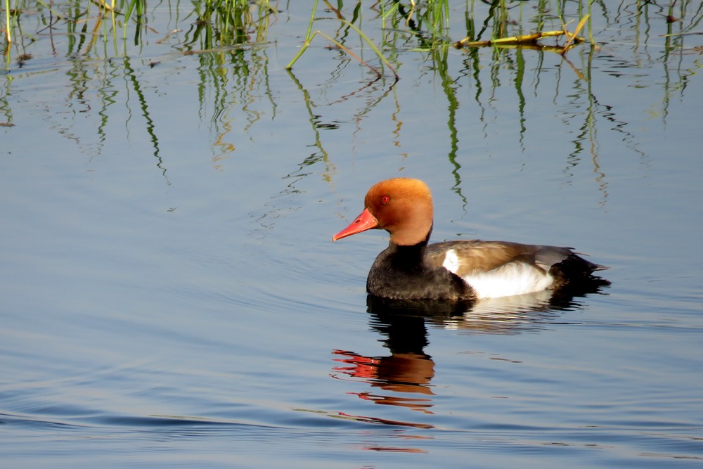 Red-crested Pochard - ML83514161