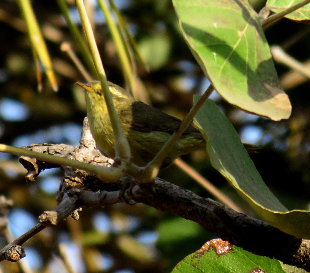 黃腹柳鶯(affinis/perflavus) - ML83514521