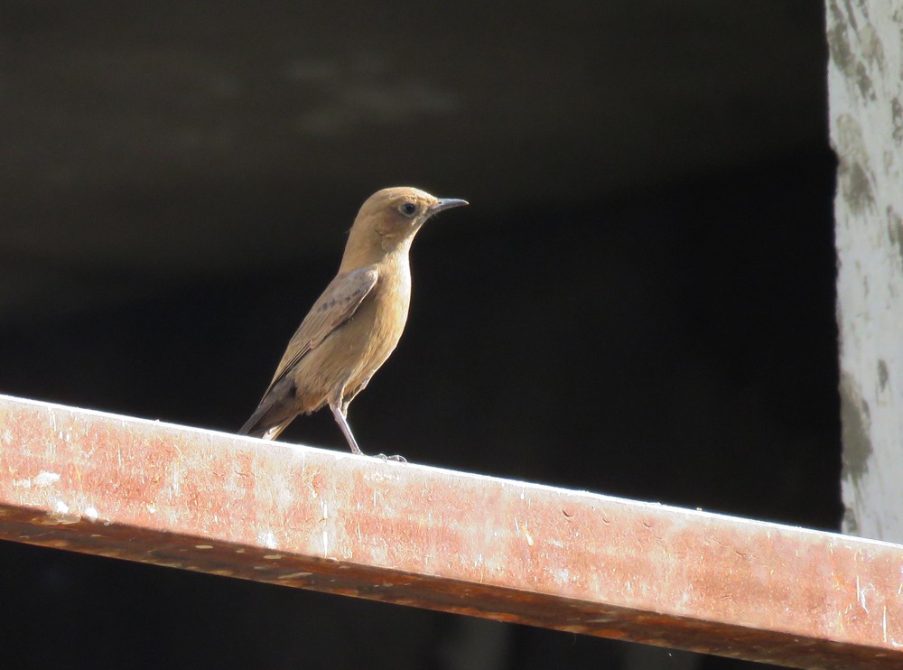 Brown Rock Chat - ML83514531